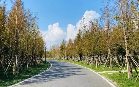 苏州中加枫华学校国际课程介绍